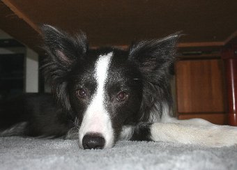 ローテーブルの下が気に入った犬