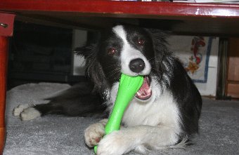 お気に入りの場所でおもちゃをかじる犬