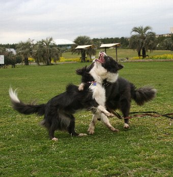 兄弟犬と再会した1才のボーダーコリー