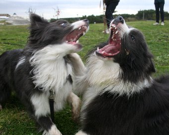 大口を開けて遊ぶボーダーコリーの兄弟犬