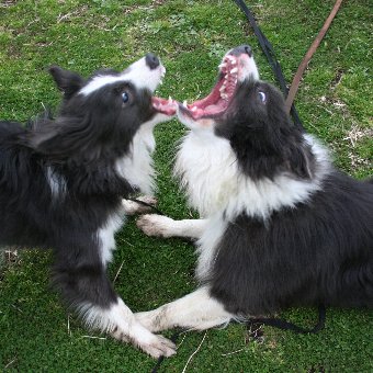口の大きさを比べているような犬たち