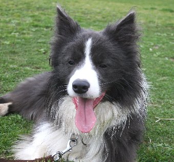 犬同士で遊んで汚れた犬