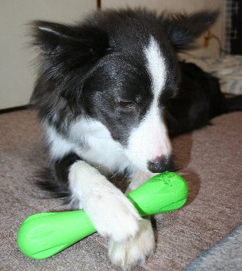 おもちゃを破壊し始めた犬