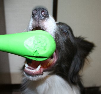 壊れ始めたおもちゃとボーダーコリー