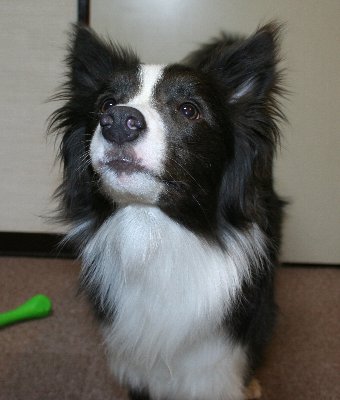 1才のボーダーコリー