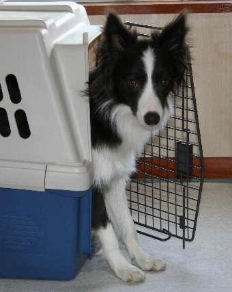 勝手にクレートから出てこようとする犬