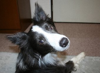 撫でて欲しい時の犬の顔