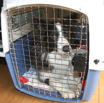 大人しくクレートに入っている犬