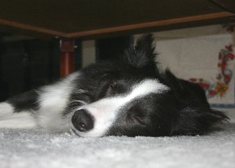 よく眠るボーダーコリー