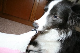おもちゃを破壊する犬