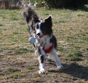 紐付きボールで遊ぶ犬