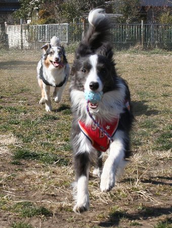 追いかけっこする犬達