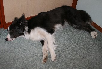 疲れて寝る犬