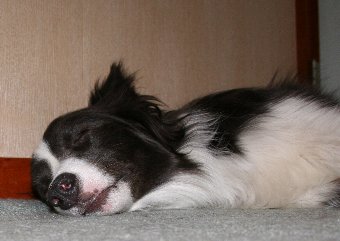 眠るボーダーコリー