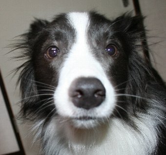 びっくり顔の犬