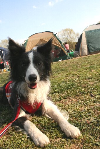 アジリティ大会の応援に来た犬