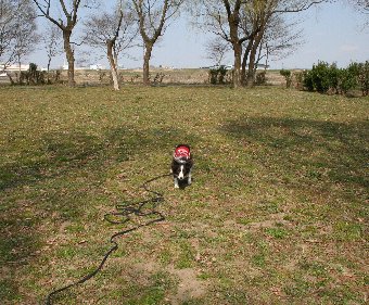 ボールを投げてもらうのを待つ犬