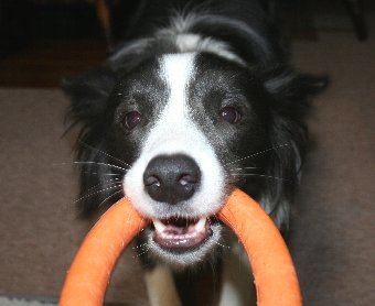 輪っかで引っ張りっこ遊びをする犬