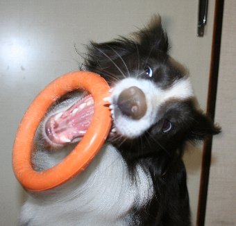 おもちゃをキャッチする瞬間の犬