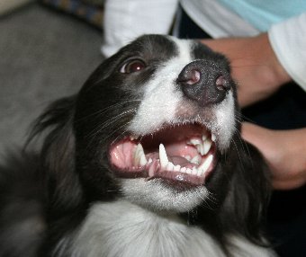 嬉しそうな犬