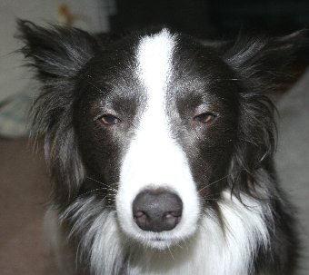 悪そうな顔の犬