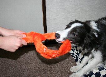 子供と引っ張りっこをする犬