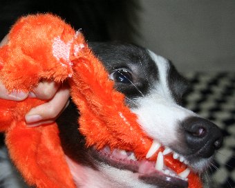 すごい顔で引っ張りっこをする犬