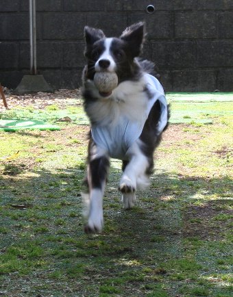 庭でウキウキで走る犬