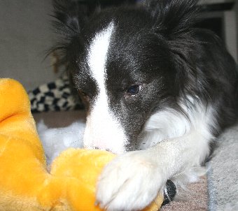 真剣な顔で遊ぶ犬