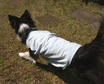 リメイクTシャツを着る犬