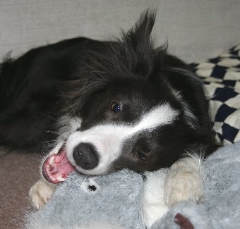 ぬいぐるみにかじりつく犬