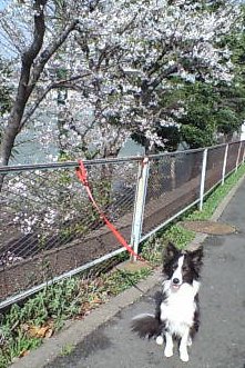 お花見をしながら散歩