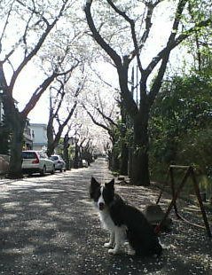 住宅街の桜スポットで記念撮影する犬