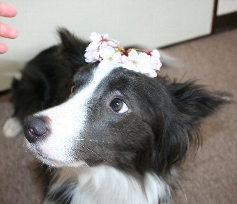 桜を載せられた犬