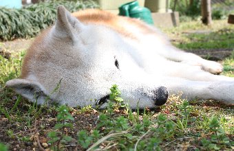 日向ぼっこする老柴犬