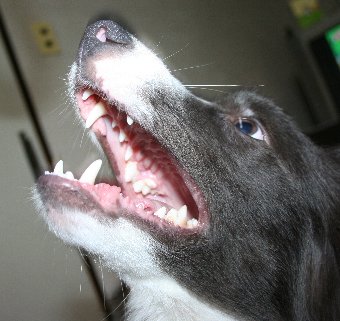 口を開けておもちゃを待つ犬