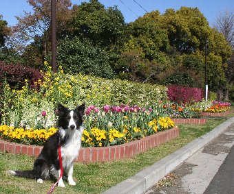 花壇の花と記念撮影するボーダーコリー