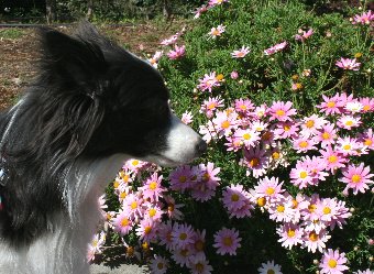 ピンクの花とボーダーコリー