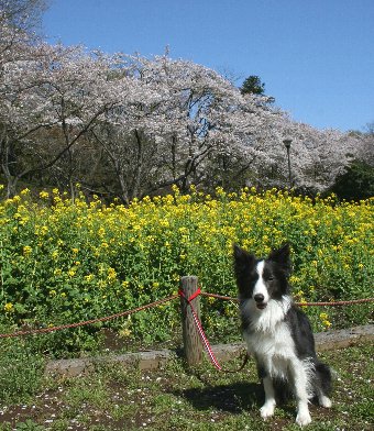 桜と菜の花とボーダーコリー