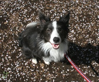 散った桜の花びらと犬