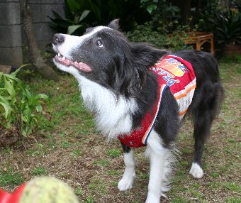 ボール待ちの犬