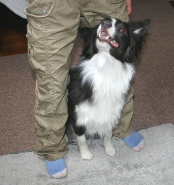 人の足の間にコマンドで入る犬