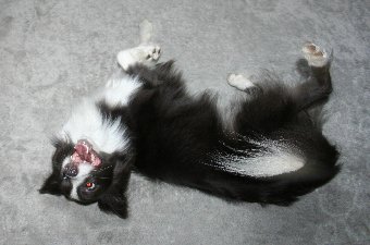 指示で転がる犬