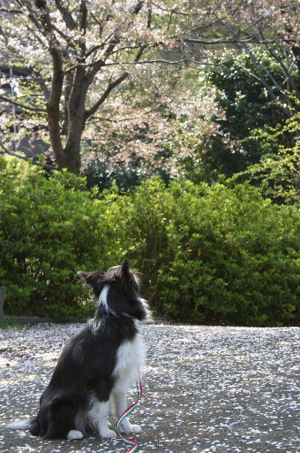 お花見する犬