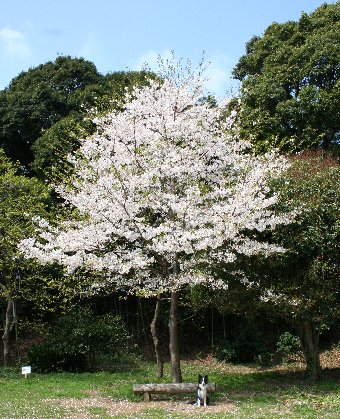 大きな桜の木とボーダーコリー