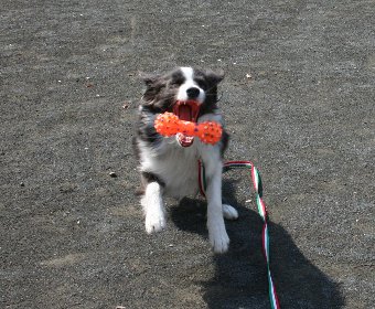 公園でロングリードをつけて遊ぶ犬