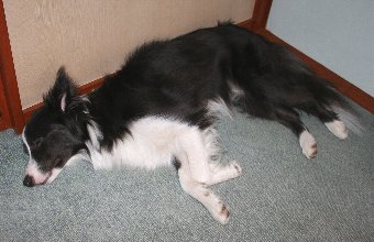 疲れて眠る犬