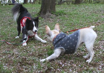 お互い遊ぼうポーズの犬