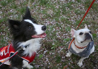 おやつに夢中な2匹の犬