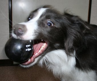 すごい顔で遊ぶ犬